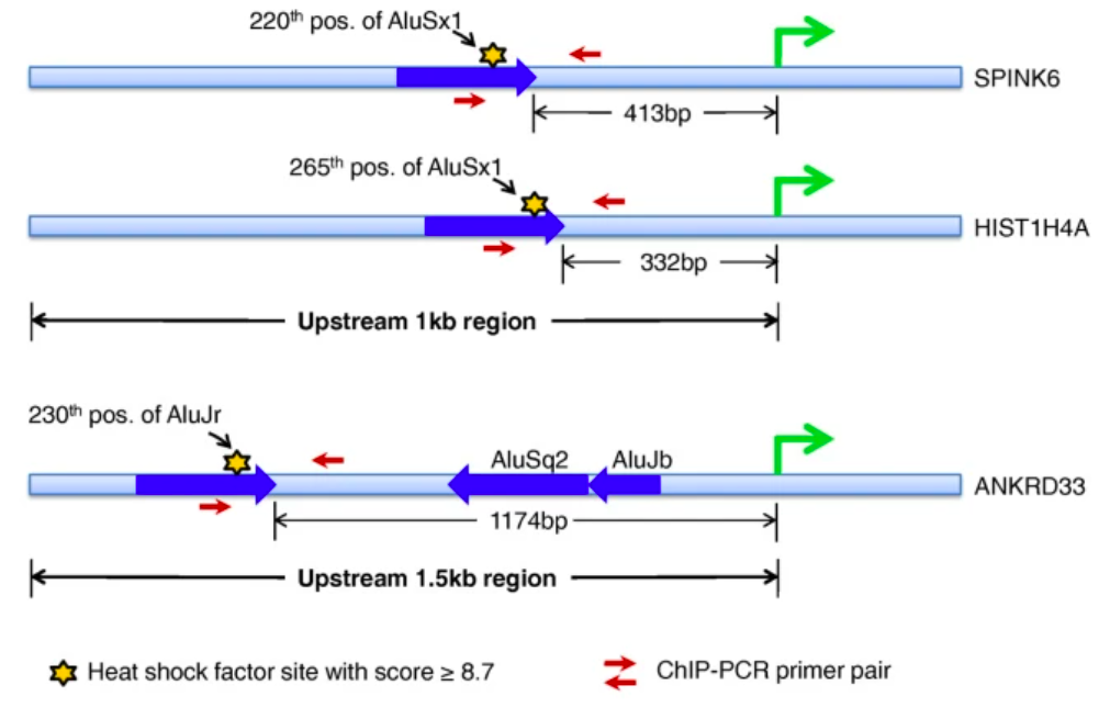 Location of validated heat shock factor sites within Alus in the promoter region of up-regulated genes.