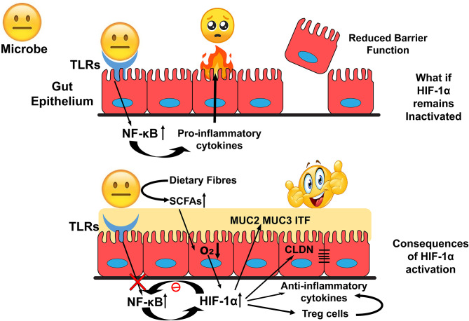 Overview of HIF-1α role in the maintenance of Gut Homeostasis.