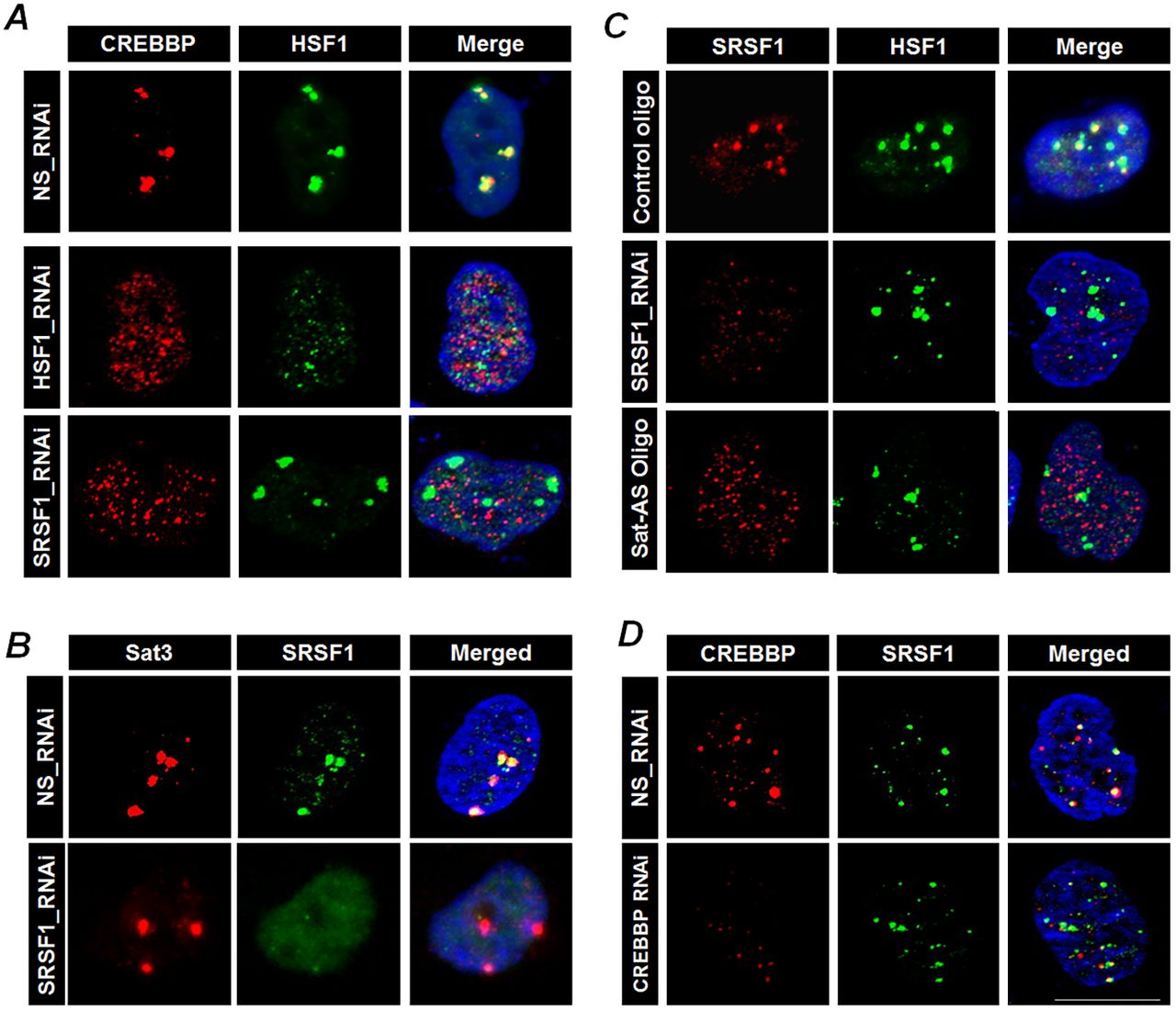 The heat-shock-induced Sat3 transcripts sequester CREB-binding protein (CREBBP) to nSBs.