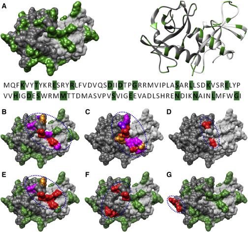 Design of a Panel of Single Cysteine Mutants and Conformational Epitope Mapping