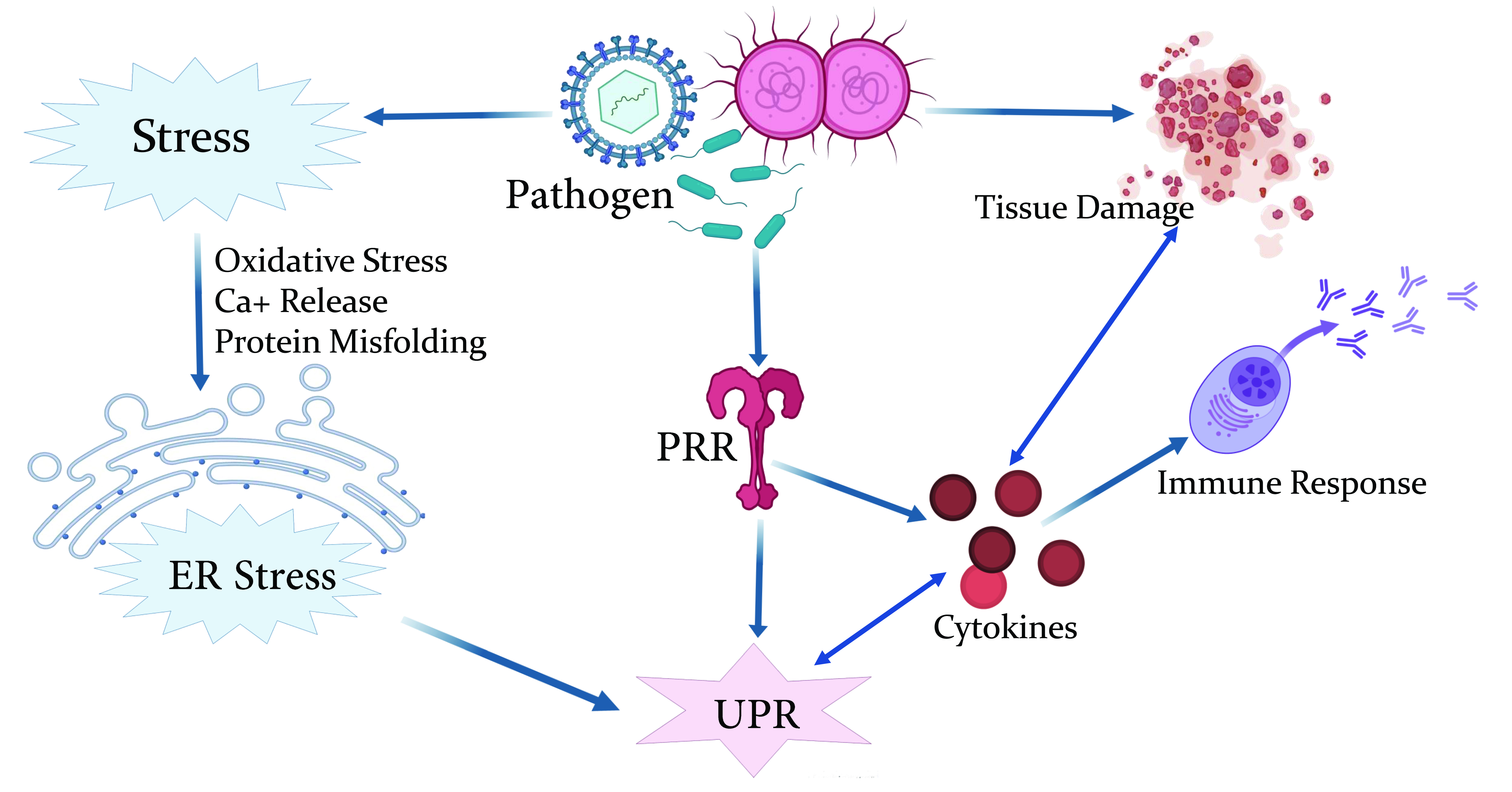 Crosstalk between ER stress, UPR and immune response.