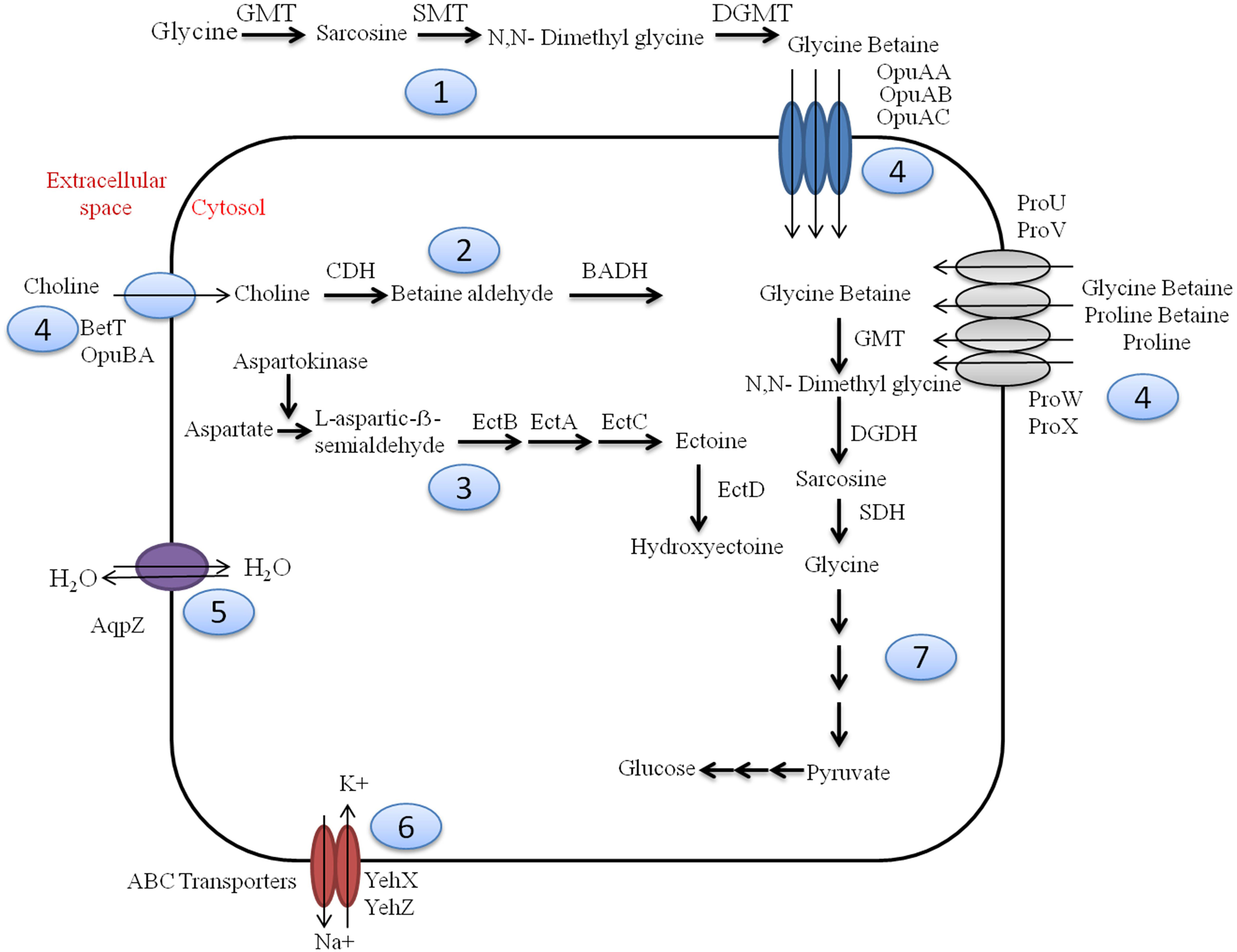 hyper-inflammation